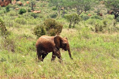 Savanadaki bazı fillerin resmi.