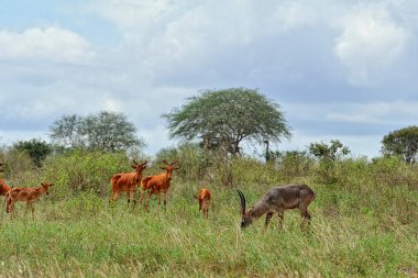 Savanadaki bir Gnu resmi.