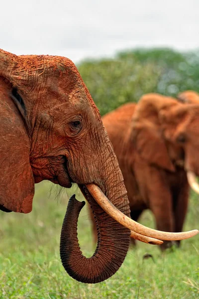 Picture Some Elephants Savanna — Stock Photo, Image