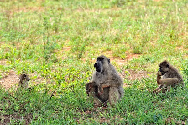 Uma Imagem Pequeno Macaco Nas Folhas — Fotografia de Stock