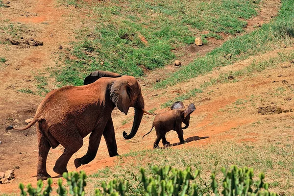 Картина Слонов Саванне — стоковое фото