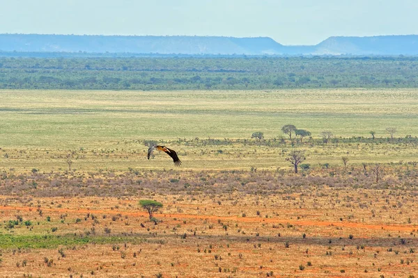 Uma Foto Pássaro Voador África — Fotografia de Stock