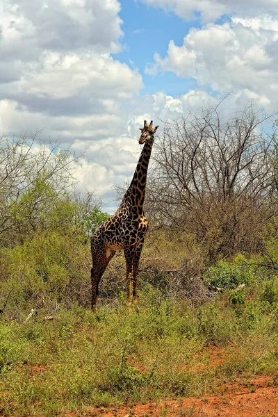 Une Photo Une Girafe Dans Savane — Photo