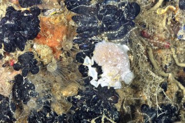 Renkli ve güzel dalların bir resmi.