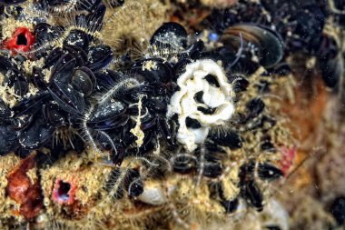 Renkli ve güzel dalların bir resmi.