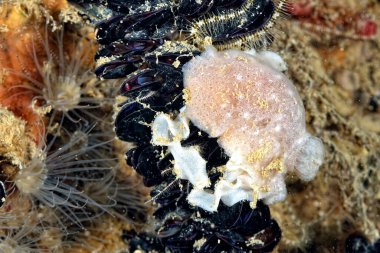 Renkli ve güzel dalların bir resmi.