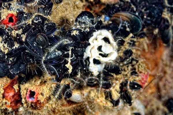 Renkli ve güzel dalların bir resmi.