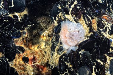 Renkli ve güzel dalların bir resmi.