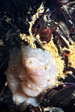 Renkli ve güzel dalların bir resmi.