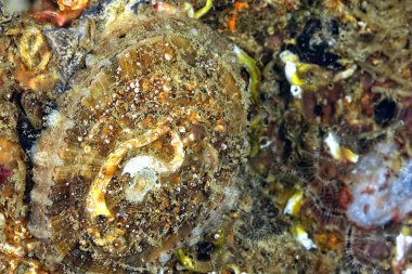 Renkli ve güzel dalların bir resmi.