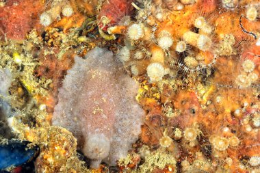 Renkli ve güzel dalların bir resmi.