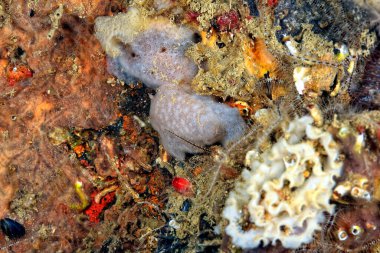 Renkli ve güzel dalların bir resmi.