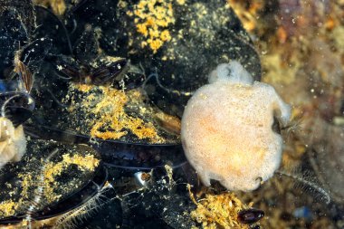 Renkli ve güzel dalların bir resmi.