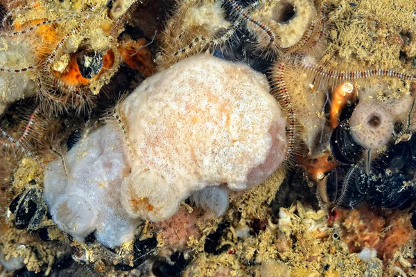 Una Foto Algunas Hermosas Coloridas Nudibranquias —  Fotos de Stock