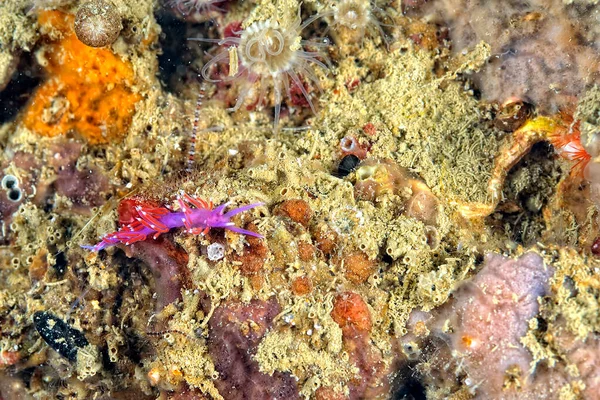 Una Foto Alcuni Nudibranchi Belli Colorati — Foto Stock