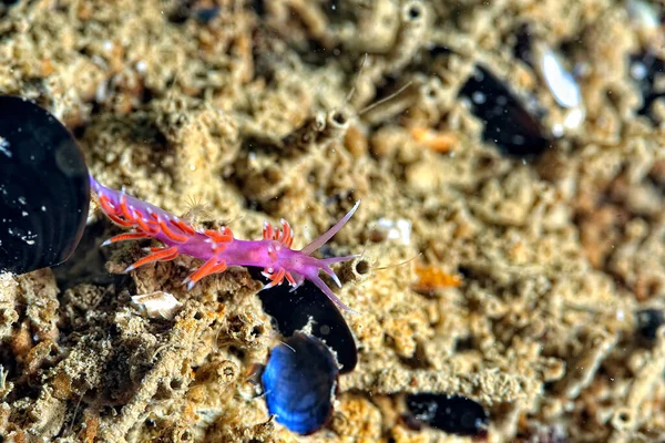 Picture Some Beautiful Colored Nudibranches — Stock Photo, Image