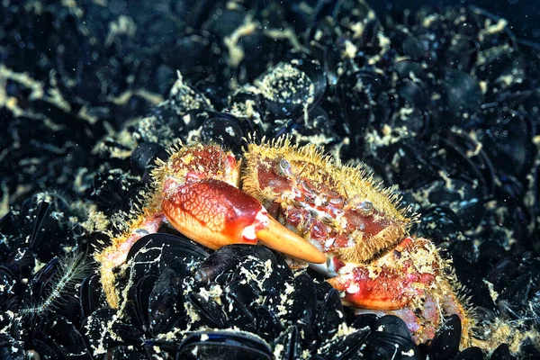 Picture Beautiful Crab Defending Its Lair — стоковое фото