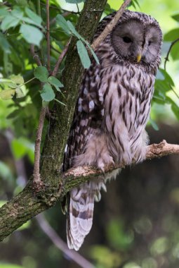 Ağaçtaki güzel bir baykuş resmi.