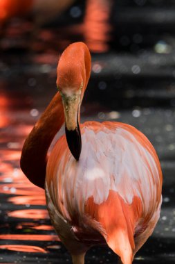 A picture of pink flamingos in the water
