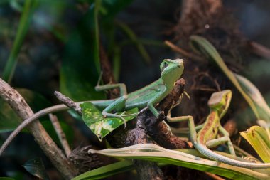 Yeşil bir kertenkele dinleniyor.