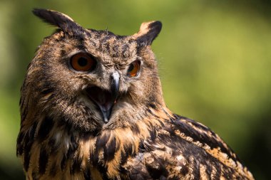 Ağaçtaki güzel bir baykuş resmi.