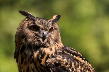 Ağaçtaki güzel bir baykuş resmi.