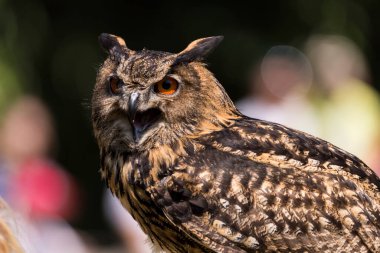 Ağaçtaki güzel bir baykuş resmi.