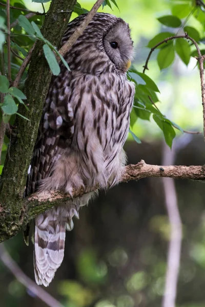 Ağaçtaki güzel bir baykuş resmi.