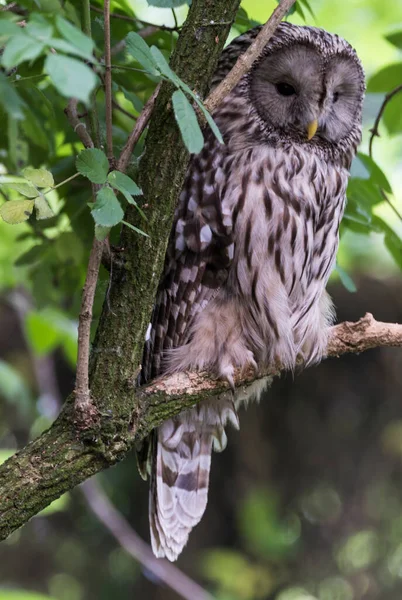 Ağaçtaki güzel bir baykuş resmi.
