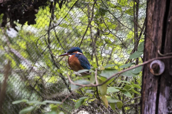 Picture Beautiful Colored Kingfisher — Fotografia de Stock