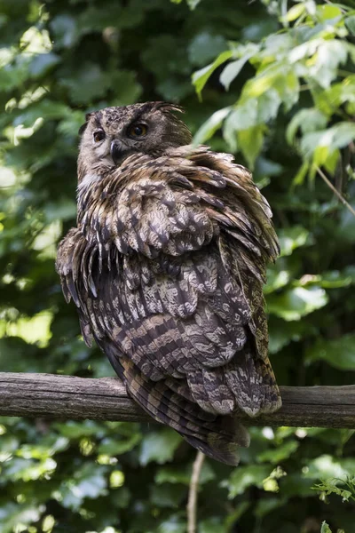 Picture Beautiful Owl Tree — Stock Fotó