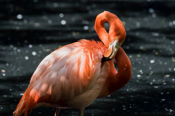 Picture Pink Flamingos Water — Foto de Stock