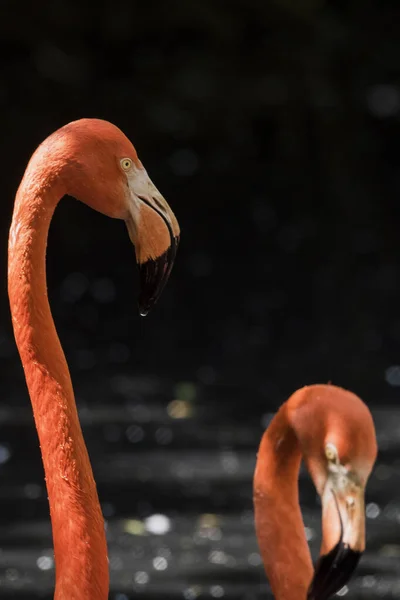 Una Foto Flamencos Rosados Agua — Foto de Stock