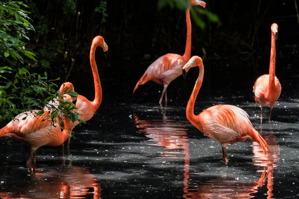 Picture Pink Flamingos Water — ストック写真