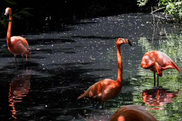 Obraz Różowych Flamingów Wodzie — Zdjęcie stockowe