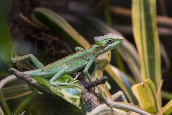 Picture Green Lizard Resting —  Fotos de Stock