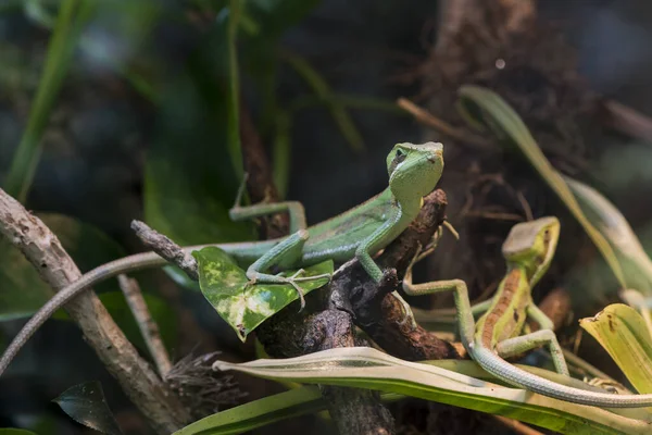 Picture Green Lizard Resting —  Fotos de Stock