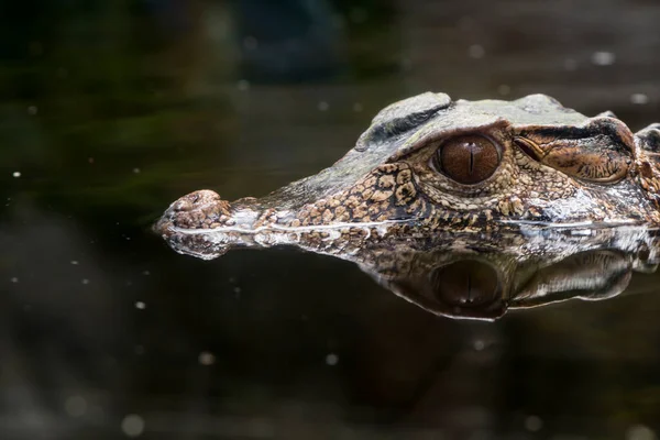 Картина Небезпечного Крокодила — стокове фото