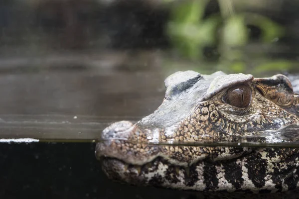Une Photo Dangereux Crocodile — Photo