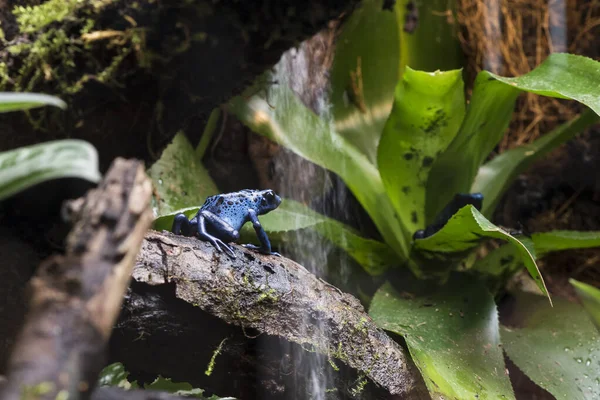 Picture Beautiful Blue Black Frog — Fotografia de Stock