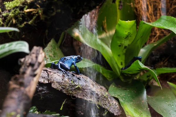 Güzel bir mavi ve siyah kurbağa resmi.