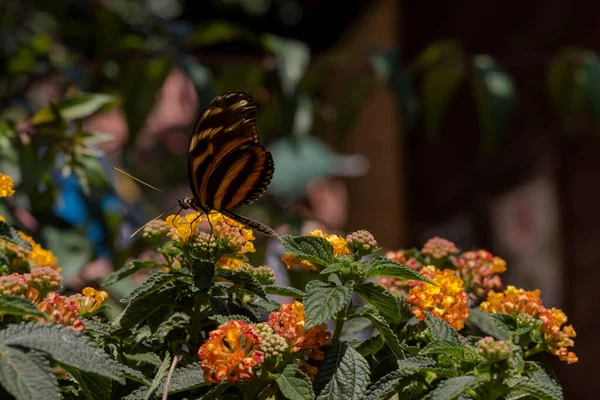 Picture Beautiful Butterfly Flower — Foto Stock