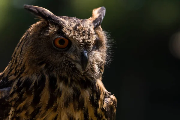 Picture Beautiful Owl Tree — Stock Fotó