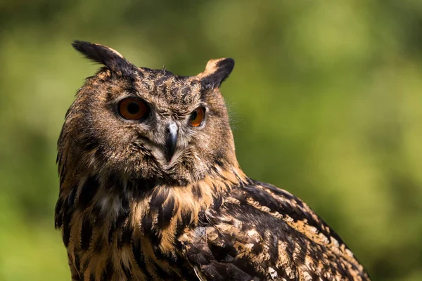 Ağaçtaki güzel bir baykuş resmi.