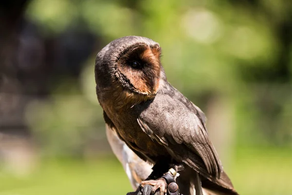 Picture Beautiful Owl Tree — Fotografia de Stock