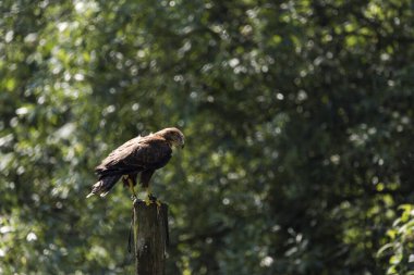 Güzel bir şahinin resmi.