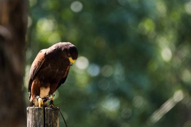 Güzel bir şahinin resmi.