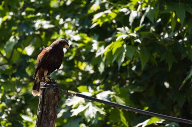 Güzel bir şahinin resmi.