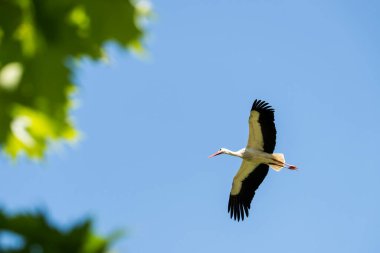 A picture of a beautiful stork