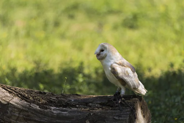 Picture Beautiful Owl Tree — Fotografia de Stock